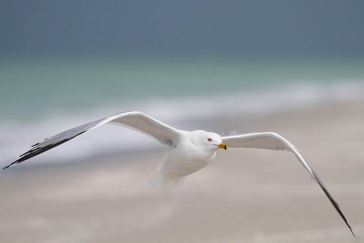 Ringschnabelmwe Larus delawarensis Ring-billed Gull 